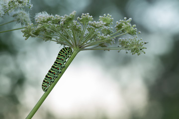 Old world swallowtail, Papilio machanon larva on cow parsley 