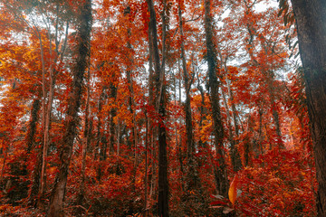 Forest with orange leaves Background nature