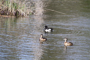 Three American Widgeon ducks floating in a stream on a sunny day.