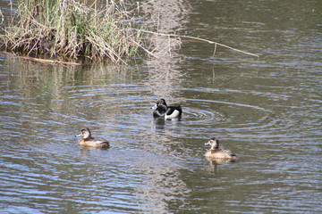 American Widgeon ducks floating in a stream on a sunny day.