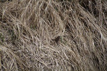 A song sparrow waiting in the dead grass in a meadow.