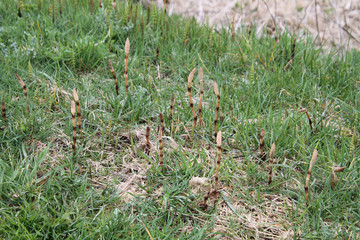 Horsetail growing on the edge of a trail among the grass.