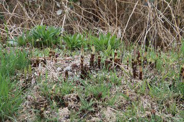 Horsetail growing on the edge of a trail among the grass.