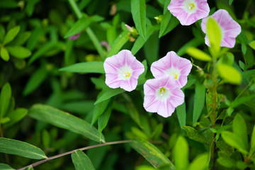 ピンク色のコヒルガオの花