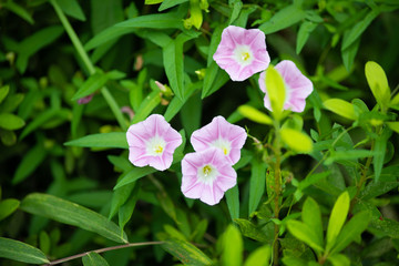 ピンク色のコヒルガオの花