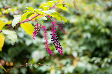 ヨウシュヤマゴボウ