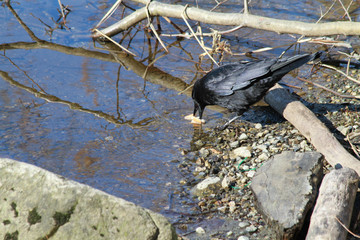 black crow on the edge of a lake
