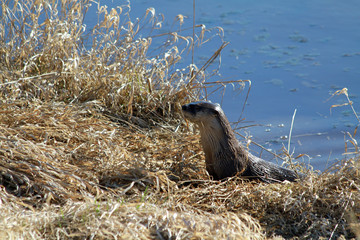 An otter harvesting grass