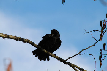 A crow perched on a branch