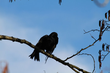 A crow perched on a branch