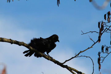 A crow perched on a branch