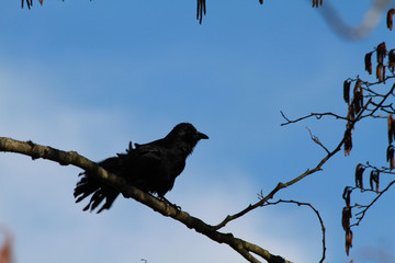 A crow perched on a branch