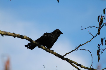 A crow perched on a branch