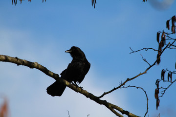 A crow perched on a branch