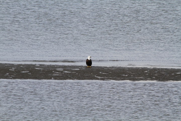 A bald eagle standing on a beach