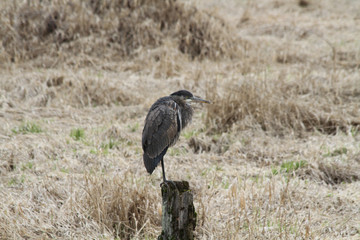 A heron standing on a log
