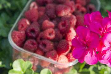 Freshly picked raspberries in crates and glasses on multi-colored backgrounds