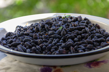 freshly harvested honeysuckle berry
