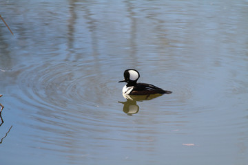 A hooded merganser swimming in a pond on a sunny day with a reflection of it's head in the water.