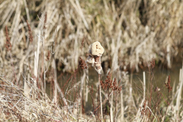 A closeup of a bullrush