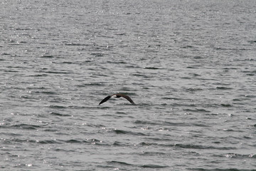 Fototapeta na wymiar A bald eagle flying in for a landing