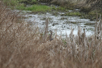 A blue heron hiding in the reeds