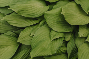 large green leaves of the flower with large veins. flower leaf texture