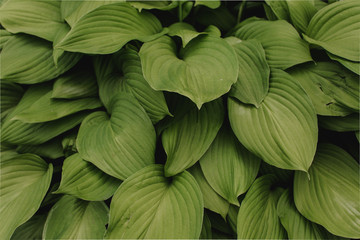 Obraz premium large green leaves of the flower with large veins. flower leaf texture