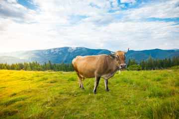 Cows graze on hills