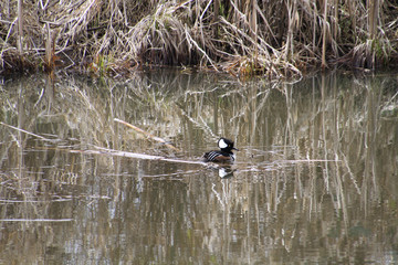 A male hooded merganser swimming in a pond