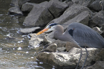 A great blue heron fishing on the side of a stream