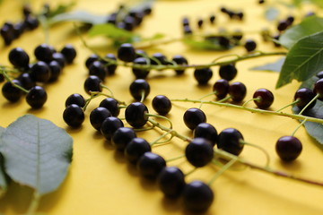 berries bird cherry clusters on a yellow background