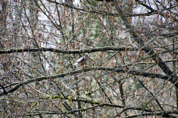 A sharp shinned hawk perched on a branch in the forest.