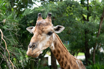 Naklejka na ściany i meble Giraffe in the zoo