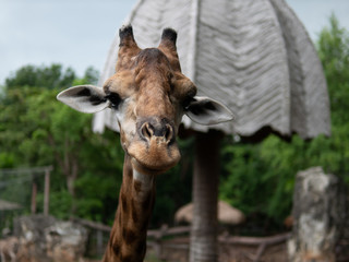 Giraffe in the zoo