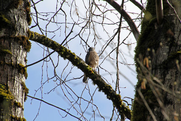 A sharp shinned hawk perched on a branch in the forest.