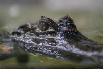 Close-up shot of Caiman's eyes.