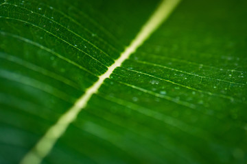 Leaf vein detail background