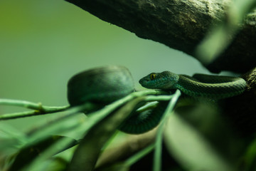 White-lipped Pit Viper