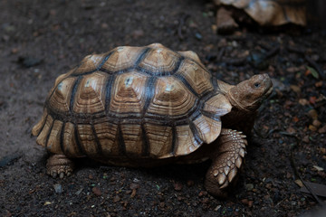 Sulcata Tortoise walking on the ground