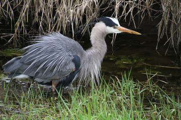 A young great blue heron fishing in a water grass algae filled ditch.