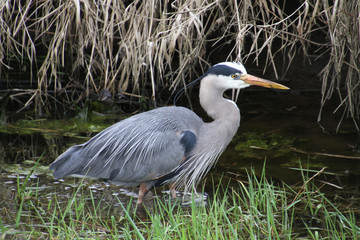 A young great blue heron fishing in a water grass algae filled ditch.
