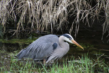 A young great blue heron fishing in a grass and algae filled ditch.