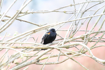 A red winged black bird perched on a branch.