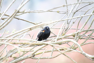 A red winged black bird perched on a branch.