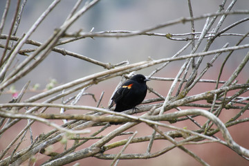 A red winged black bird perched on a branch.