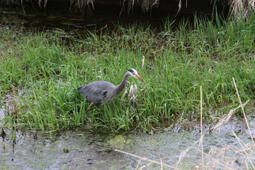 A young great blue heron wading in a ditch looking for fish.