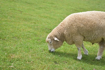 山梨県北杜市　まきば公園のひつじ