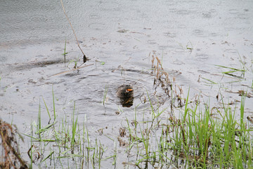 An otter eating a fish in the water on a rainy spring day.