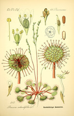 Fototapety  Ilustracja rośliny